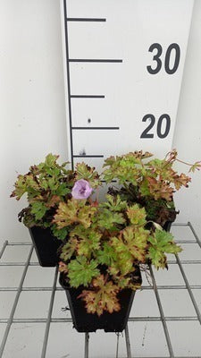 Geranium wall. 'Lilac Ice'®