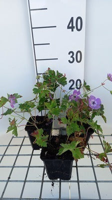 Geranium wall. 'Silvia's Surprise'®