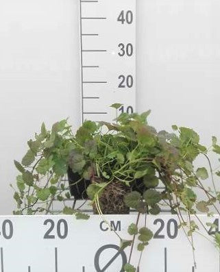 Glechoma hederacea