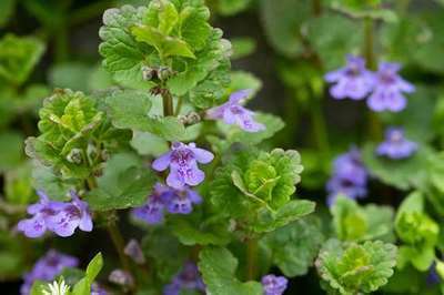 Glechoma hederacea