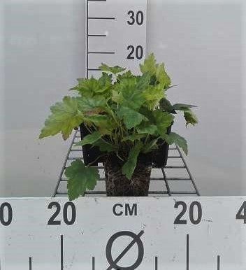 Heucherella alba 'Bridget Bloom'