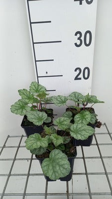 Heuchera amer. 'Dale Strain' (= 'dale')