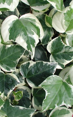 Hedera alg. 'Gloire de Marengo'