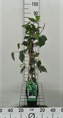 Hedera alg. 'Gloire de Marengo'
