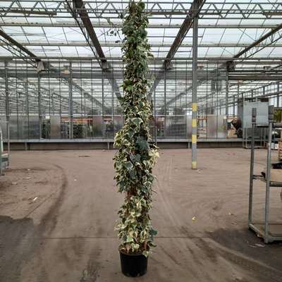 Hedera alg. 'Gloire de Marengo'