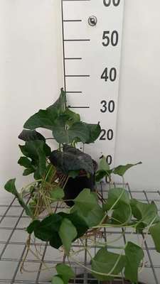 Hedera algeriensis 'Laforet'