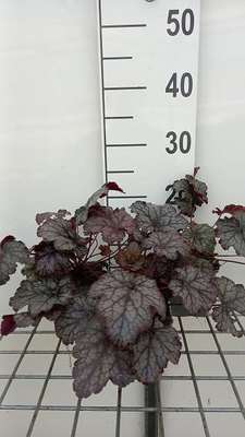 Heuchera hybr. 'Amethyst Myst'®