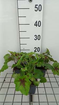 Heucherella hybr. 'Art Nouveau'®