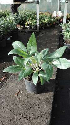 Helleborus argutifolius