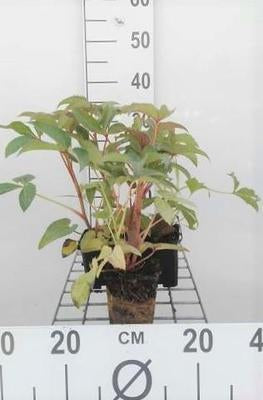 Helleborus argutifolius