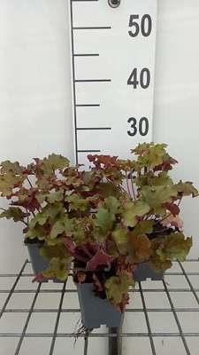 Heuchera  'Amber Sea'