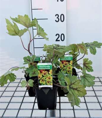 Heucherella hybr. 'Alabama Sunrise'®