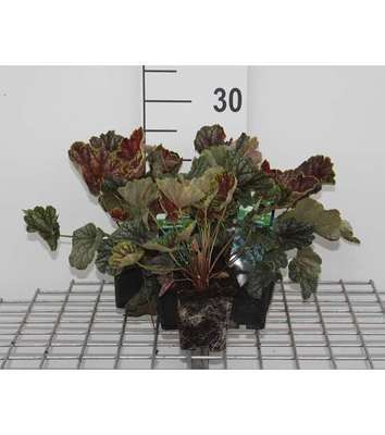 Heuchera hybr. 'Beauty Colour'
