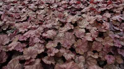 Heuchera hybr. 'Beaujolais'®