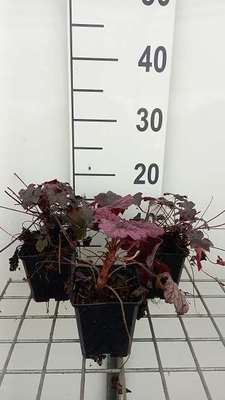 Heuchera hybr. 'Blackout'®