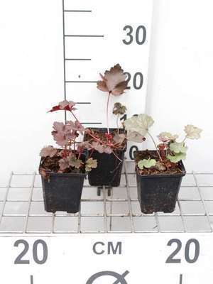 Heuchera hybr. 'Black Beauty'®