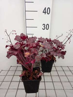 Heuchera hybr. 'Berry Marmalade'®