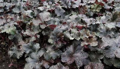 Heuchera hybr. 'Black Pearl'®