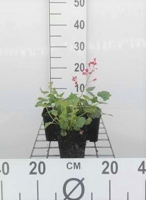 Heuchera briz. 'Pluie de Feu' (='feuerregen')