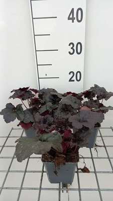Heuchera hybr. 'Black Sea'®