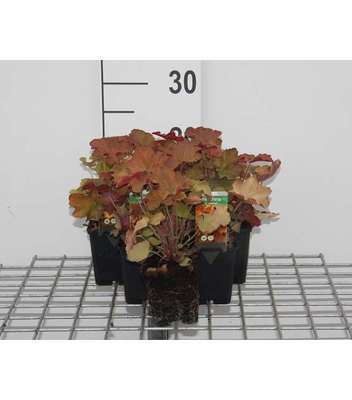 Heuchera hybr. 'Caramel'®