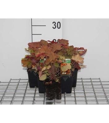 Heuchera hybr. 'Caramel'®