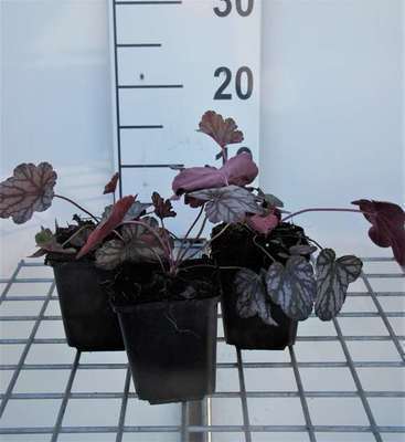 Heuchera hybr. 'Cascade Dawn'