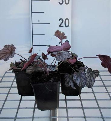 Heuchera hybr. 'Cascade Dawn'