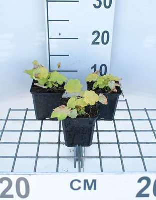 Heuchera hybr. 'Citronelle'®