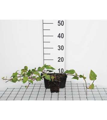 Hedera colchica