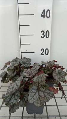 Heuchera hybr. 'Cinnabar Silver'®