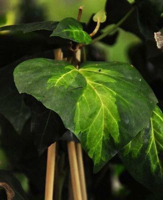 Hedera colch. 'Sulphur Heart' (= 'marm. aurea')