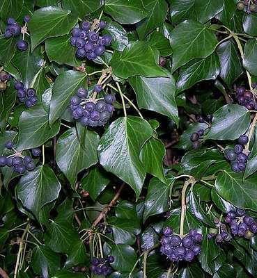 Hedera hibernica