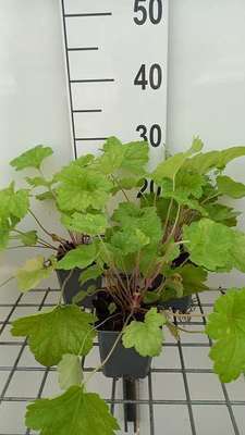 Heuchera hybr. 'Electric Lime'®