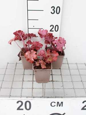 Heuchera hybr. 'Fire Alarm'®