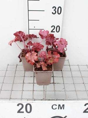 Heuchera hybr. 'Fire Alarm'®