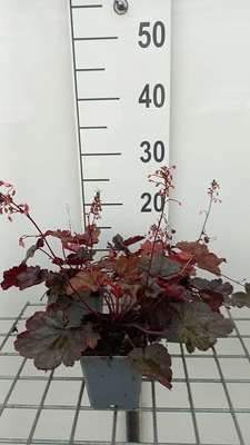 Heuchera hybr. 'Fire Chief'®