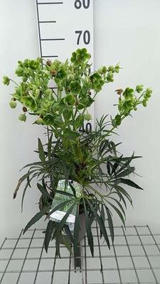 Helleborus foetidus