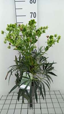 Helleborus foetidus