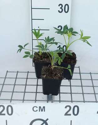Helleborus foetidus