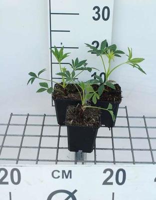 Helleborus foetidus