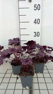 Heuchera hybr. 'Forever Purple'®