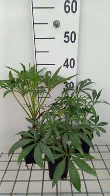 Helleborus foet. 'Wester Flisk'