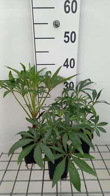 Helleborus foet. 'Wester Flisk'