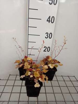 Heuchera hybr. 'Ginger Ale'®