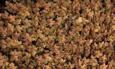 Heuchera hybr. 'Ginger Ale'®