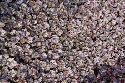 Heuchera hybr. 'Glitter'