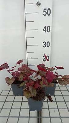 Heuchera hybr. 'Georgia Peach'®