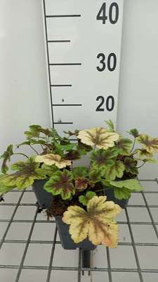 Heucherella hybr. 'Golden Zebra'®