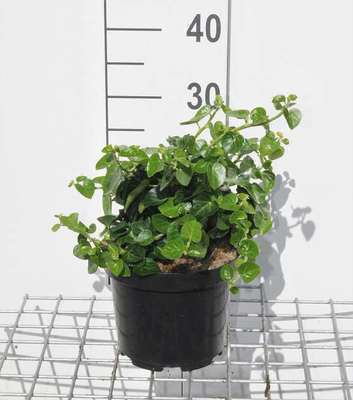 Hedera hibern. 'Arbori Compact'